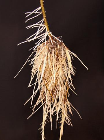 Roots of apple rootstock G.890