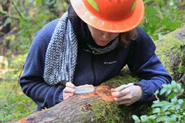 Grad student Laura Sims taking P. ramorum samples from a fallen tree.