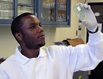 Adelumola Oladeinde holding a petric dish of E. coli recovered from broiler chickens.