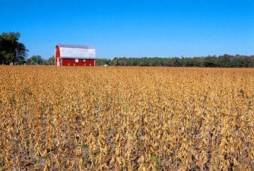 A barn in a field of soybeans.