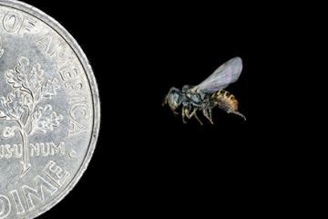 Mojave Poppy Bee with size compared to a dime.