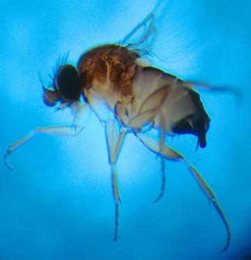 A phorid fly.