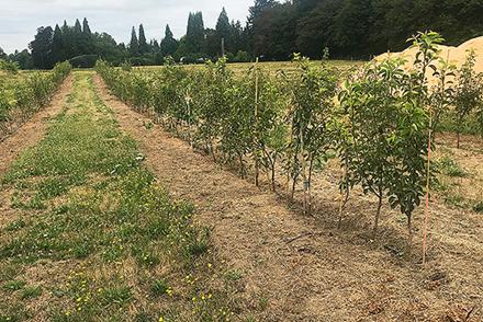 Young pear trees in a plot.
