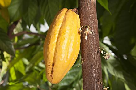 Maturing cacao pod.