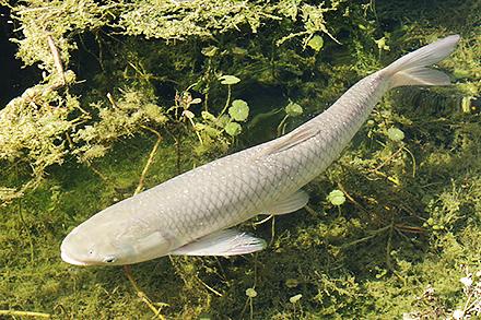 A grass carp
