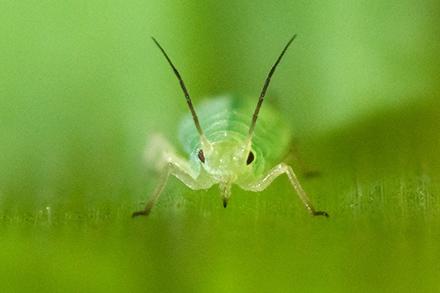 A greenbug aphid