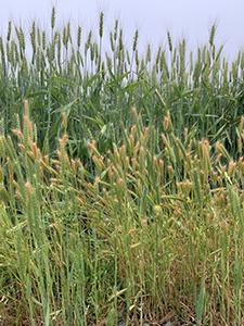 Little barley growing with wheat.