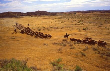 Cattle Roundup