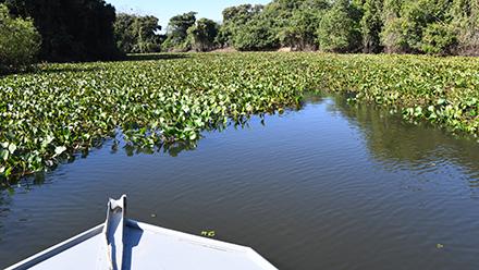 The growth of water hyacinth impedes waterways. (Getty Images).
