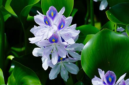As a highly invasive plant, water hyacinth can be deceptively beautiful. (Getty Images). 