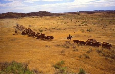 Cattle Roundup