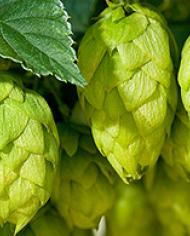 beer.jpg image