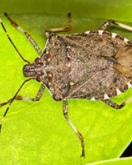 stinkbug.jpg image