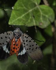 lanternfly.jpg image