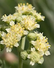 desertshrub.jpg image