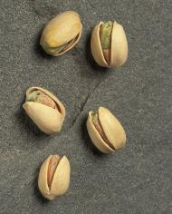 pistachios in the shell