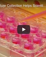 Collection of test cultures