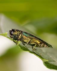 An emerald ash borer on a leaf