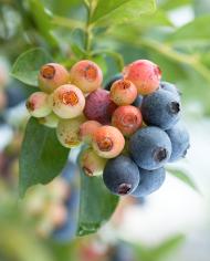 Maturing Baldwin blueberries, turning from pink to purple.