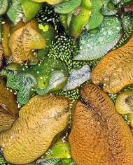 salvinia.jpg image
