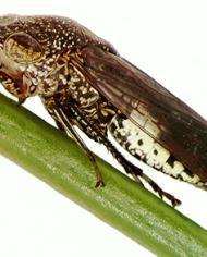 An adult glassy-winged sharpshooter
