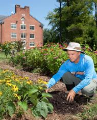 A scientist adds mulch to black-eyed Susan flowers in the Pollinator Garden