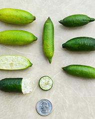 Sliced and whole Minnie Finger limes displayed alongside a quarter.