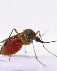 Engorged female Aedes aegypti mosquito