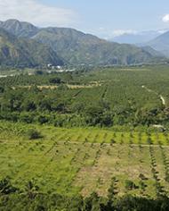 d4242-1.jpg image