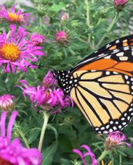 a monarch butterfly feeds on a New England aster flower