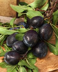 A bunch of HoneySweet plums on a branch.