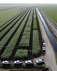 Canal Point sugarcane variety test in the commercial production field
