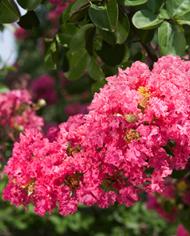 Flower of a ‘Seminole’ crapemyrtle.