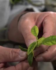 plant.jpg image