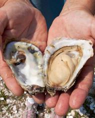 Hands holding an open oyster