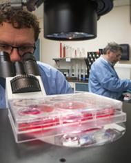 Scientist looking through a microscope while another scientist prepares samples.