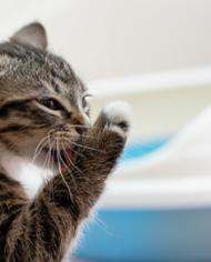 BiobasedCatLitter.jpg image