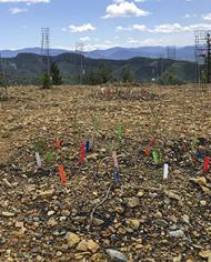 Experimental biochar-amended plots at the Formosa mine.