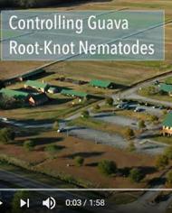guavaemail.jpg image