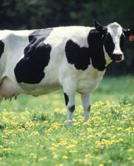 A dairy cow in a field