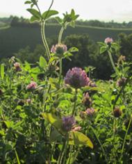Red clover hay field