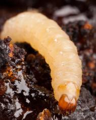 A lesser peachtree borer larva emerging from a wound it made in a peach tree