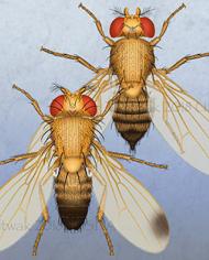 SWDfly.jpg image