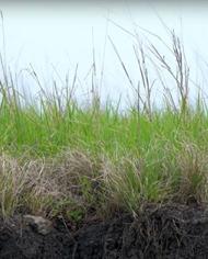 CarbonSequestration.jpg (1) image