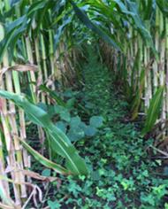 Kura clover planted between rows of corn