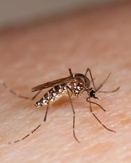 mosquito.jpg image