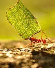 A leaf-cutter ant worker returning to its nest with a leaf.
