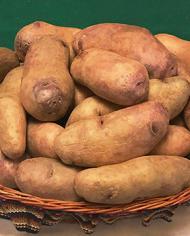Wiñay potatoes