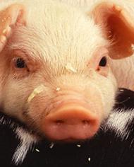 Piglet.jpg image