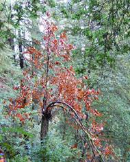 Dead tanoak tree